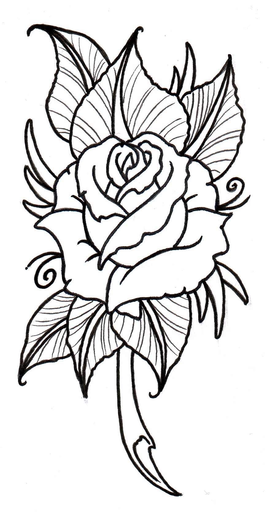 Rose Outline Drawing Detailed Sketch