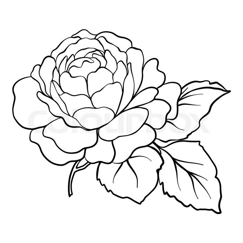 Rose Outline Drawing Image