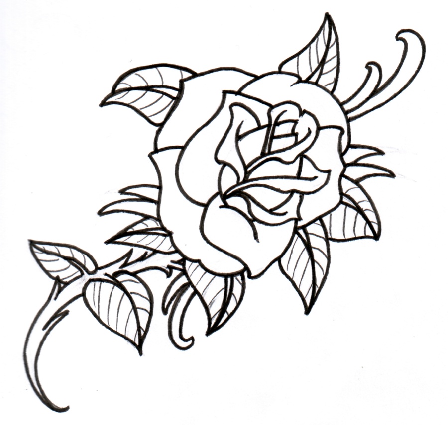Rose Outline Drawing Intricate Artwork