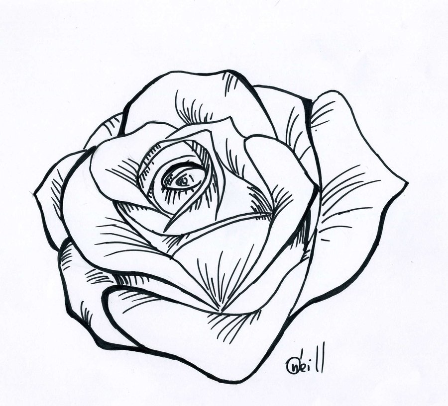 Rose Outline Drawing Photo
