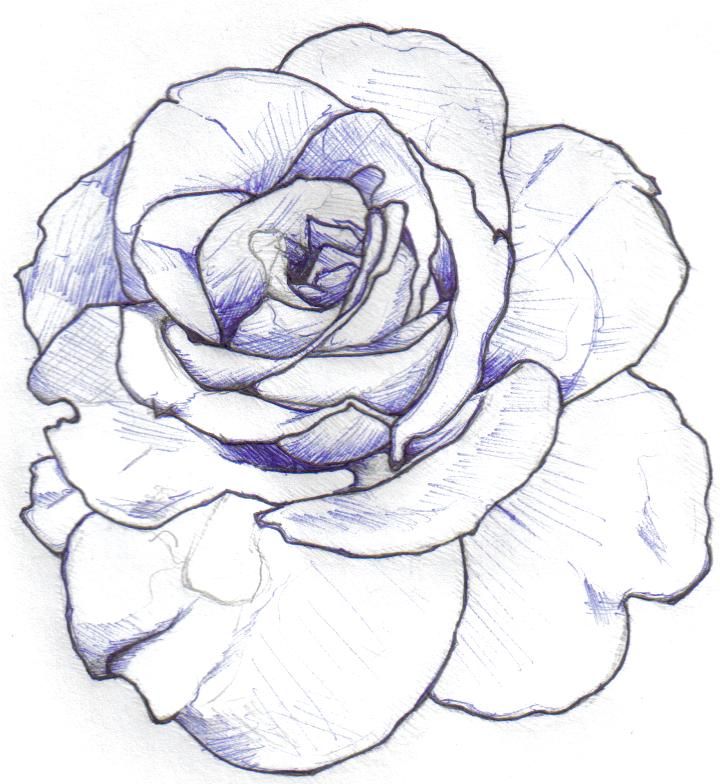 Rose Outline Drawing Picture