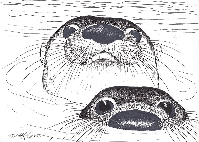 Sea Otter Drawing Creative Style
