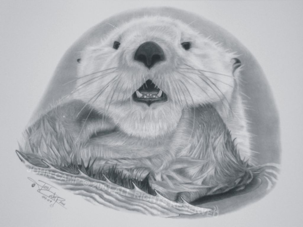 Sea Otter Drawing Detailed Sketch