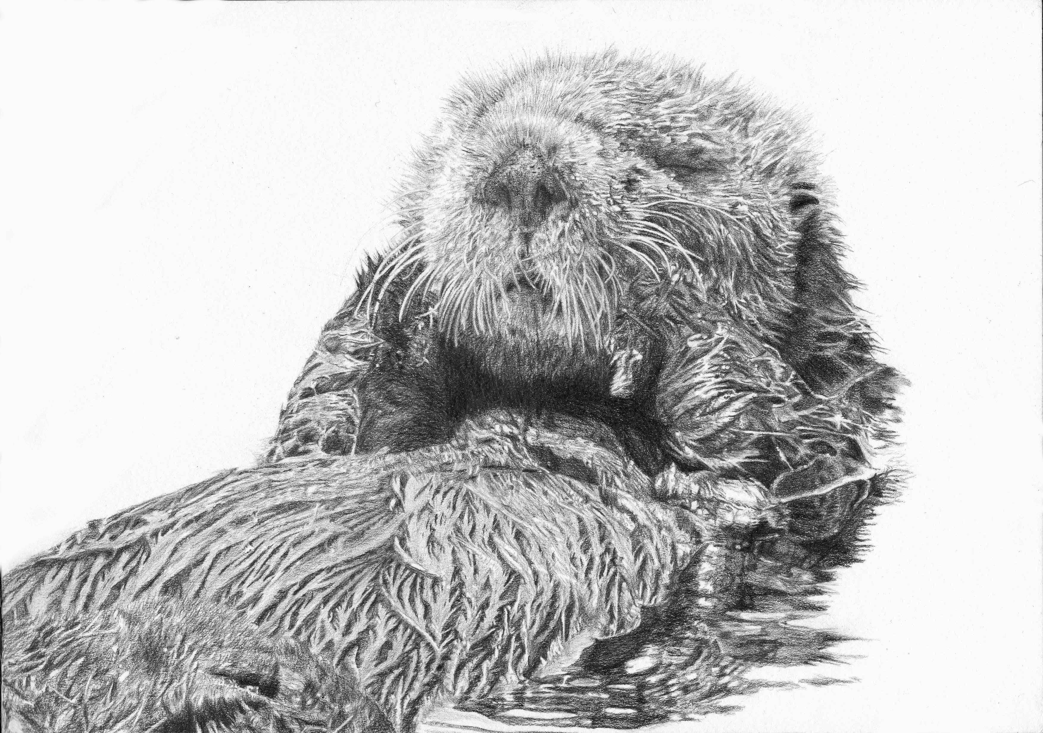 Sea Otter Drawing Hand Drawn Sketch