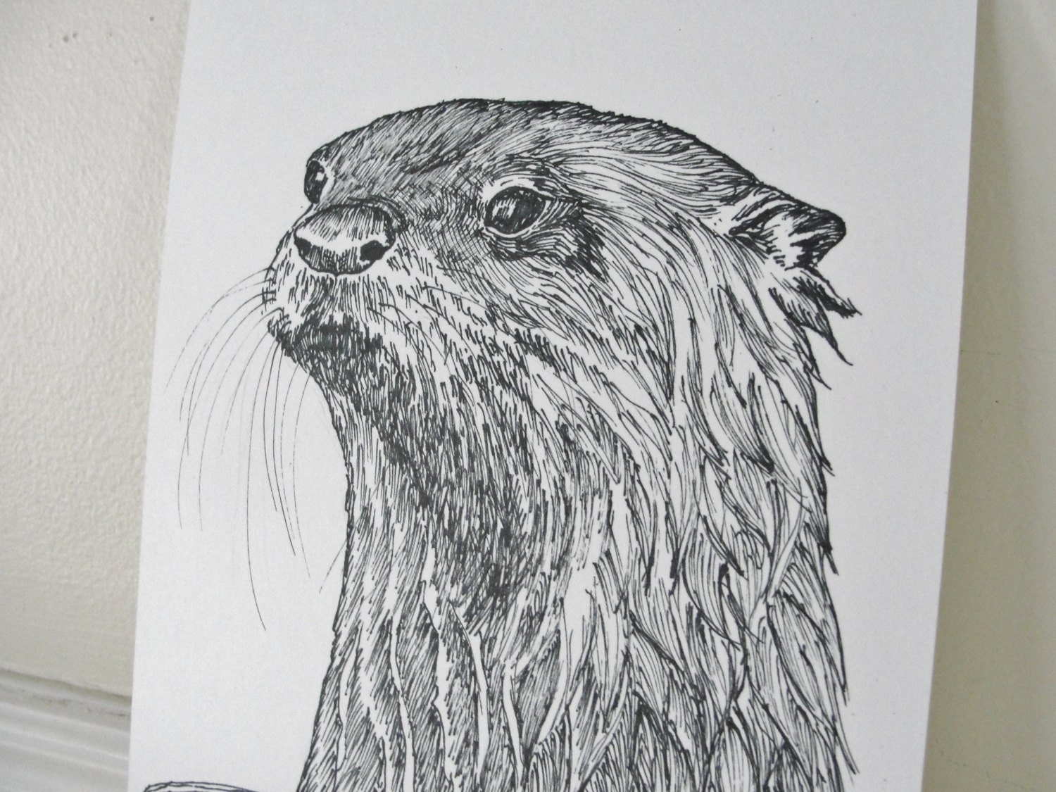 Sea Otter Drawing Image