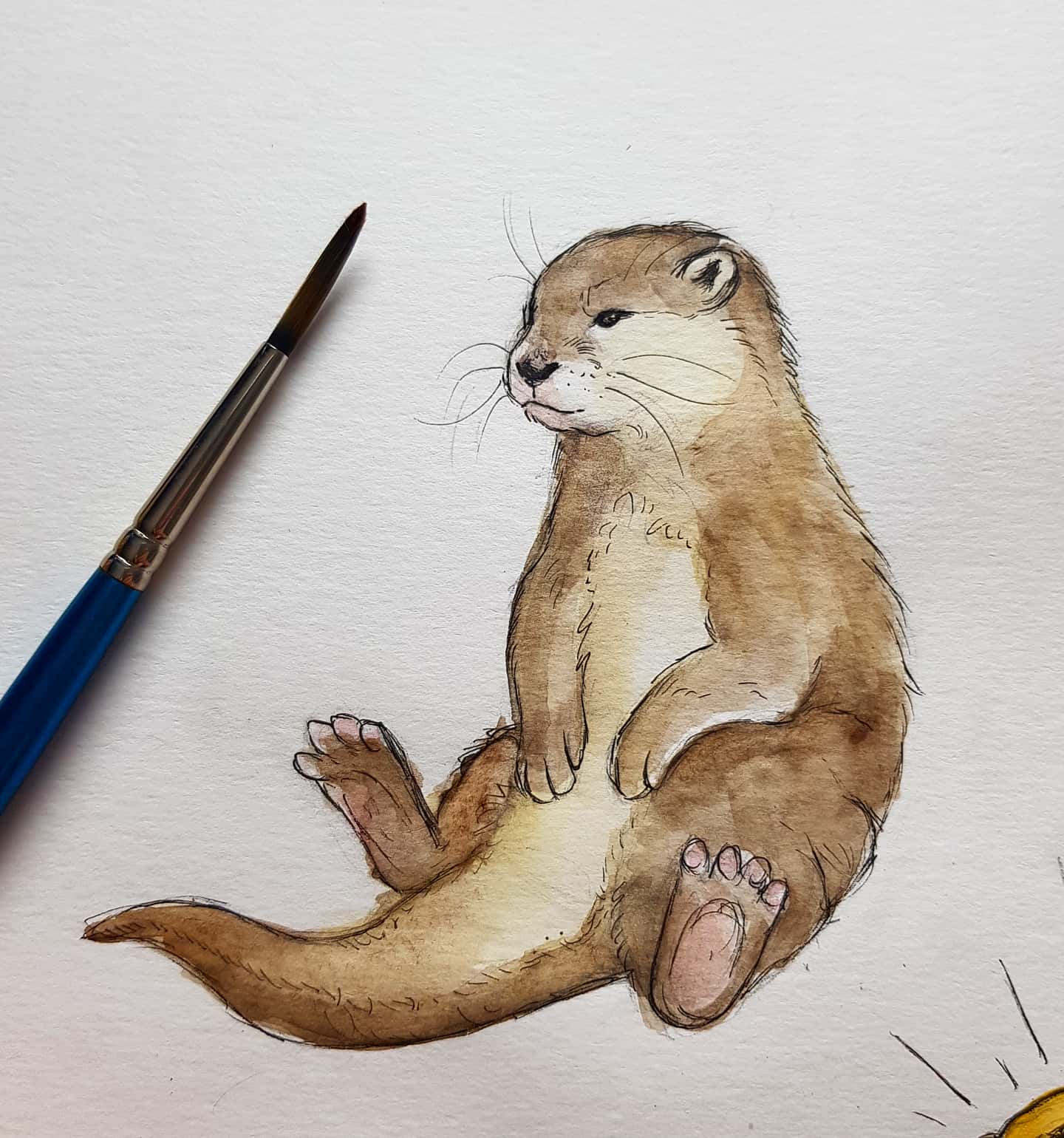 Sea Otter Drawing Realistic Sketch