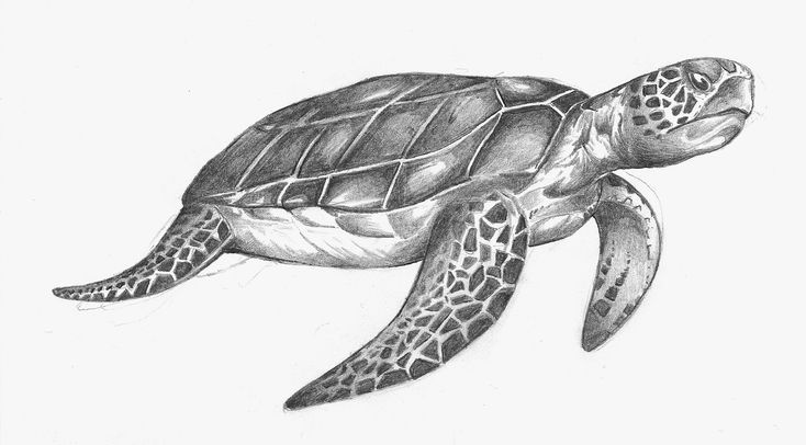 Sea Turtle Drawing Art