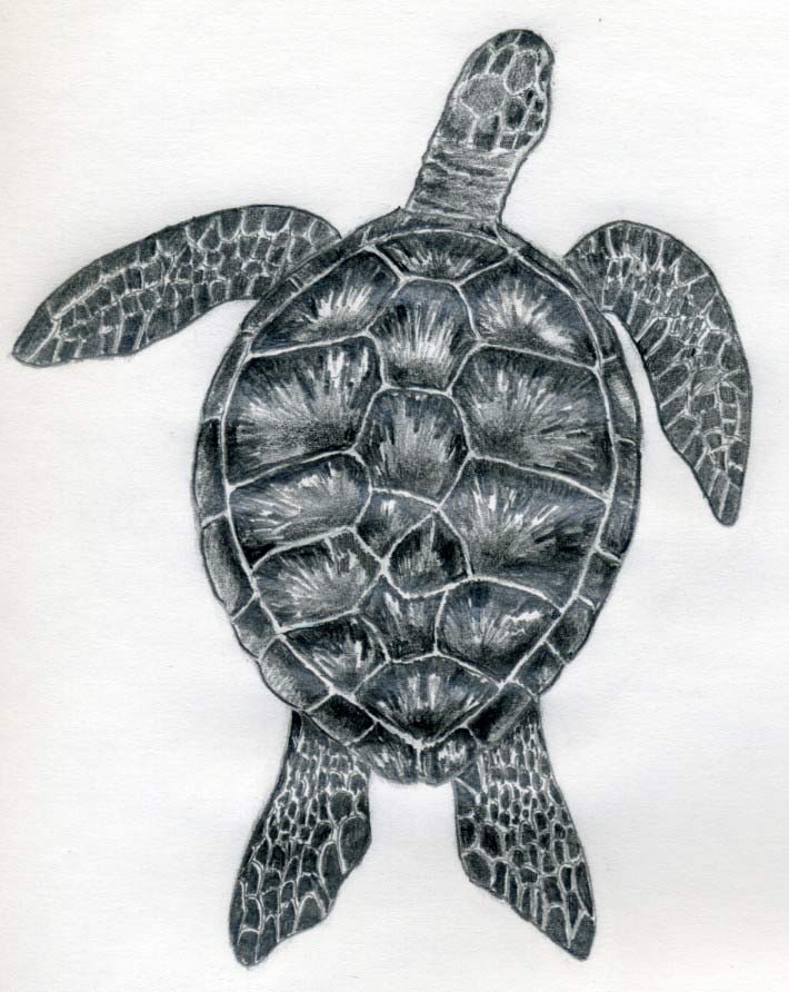 Sea Turtle Drawing Artistic Sketching
