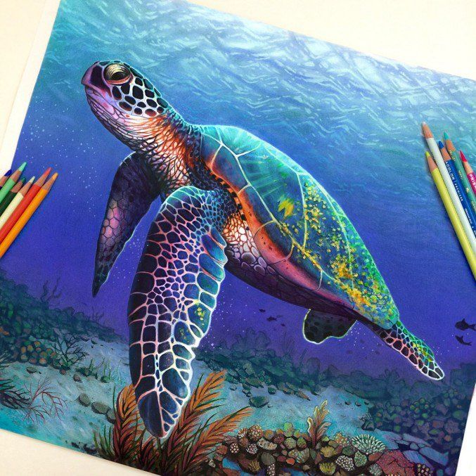 Sea Turtle Drawing Creative Style
