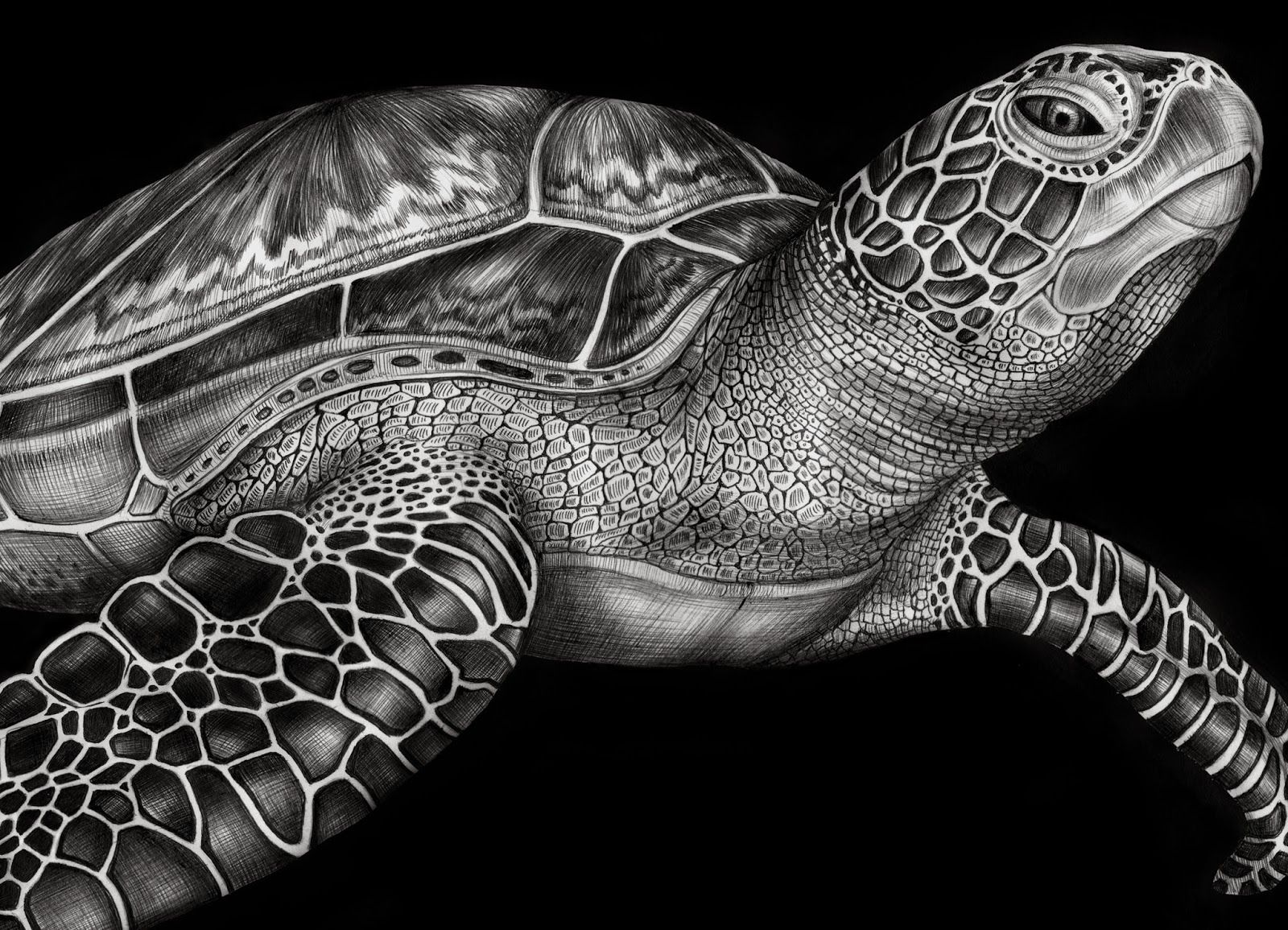 Sea Turtle Drawing Fine Art