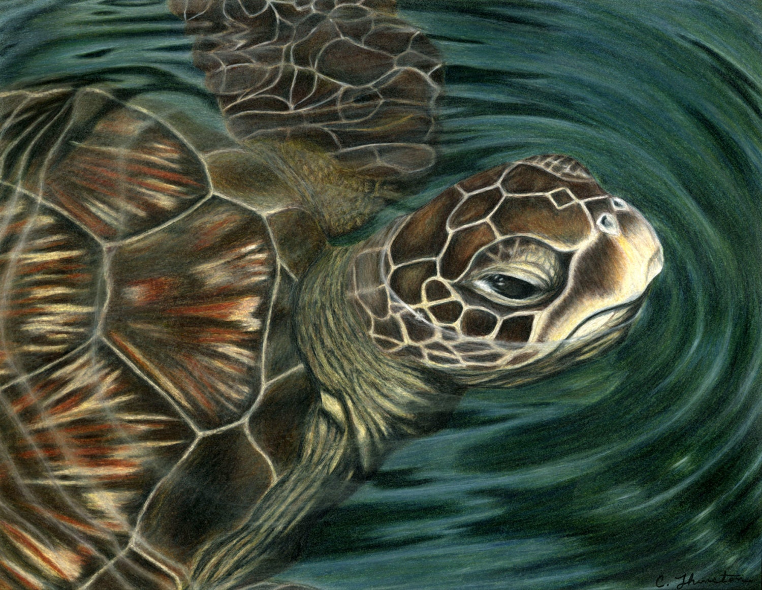 Sea Turtle Drawing Hand Drawn