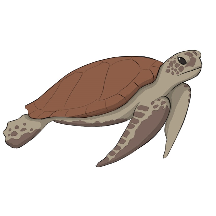 Sea Turtle Drawing Modern Sketch