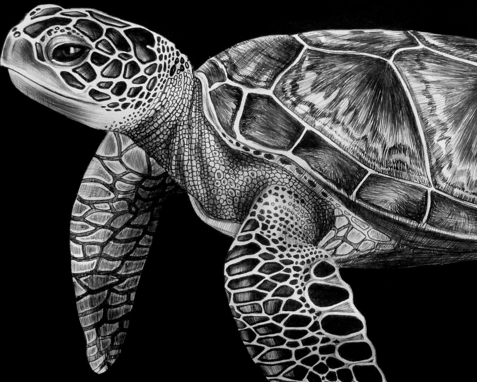 Sea Turtle Drawing Photo