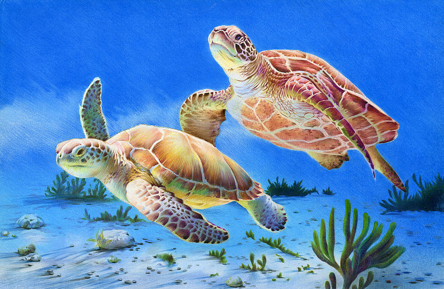 Sea Turtle Drawing Picture