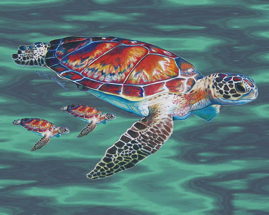 Sea Turtle Drawing Sketch