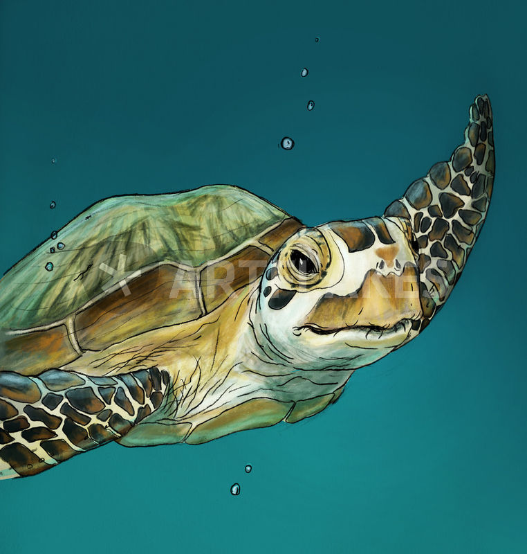 Sea Turtle Drawing Stunning Sketch