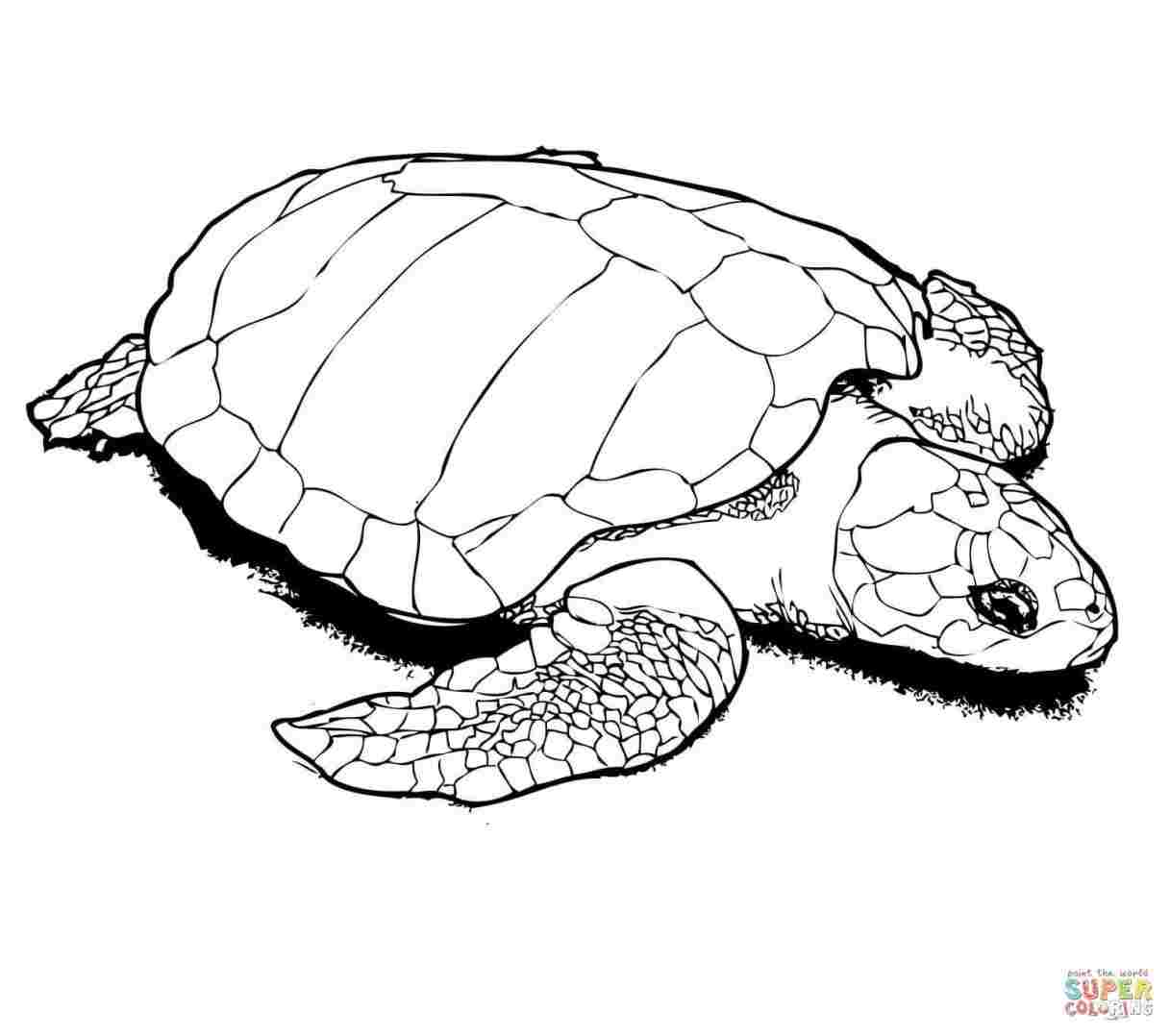 Sea Turtle Drawing Unique Art