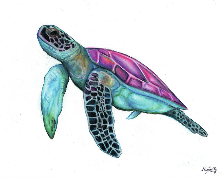 Sea Turtle Drawing