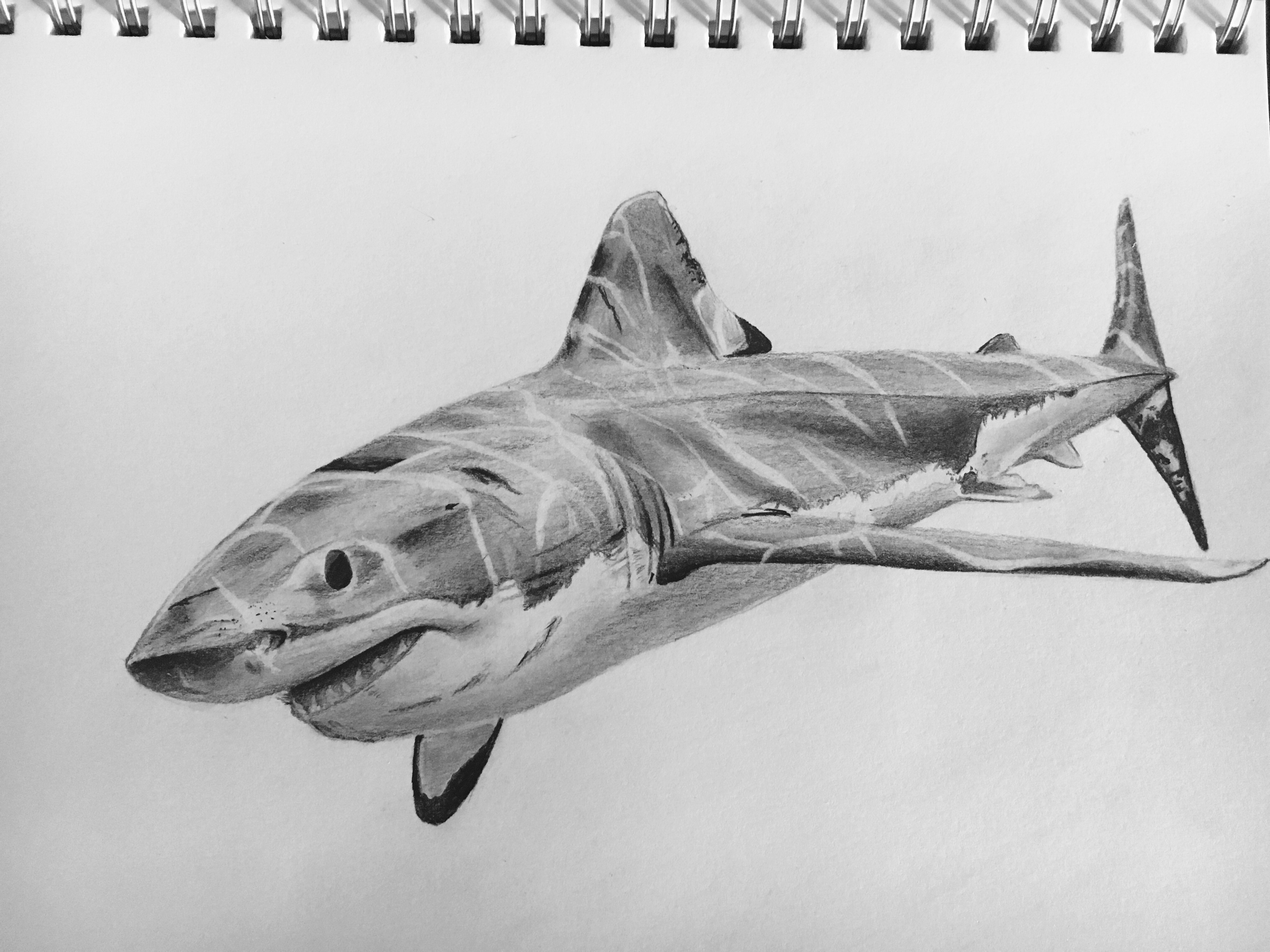 Shark Drawing Art
