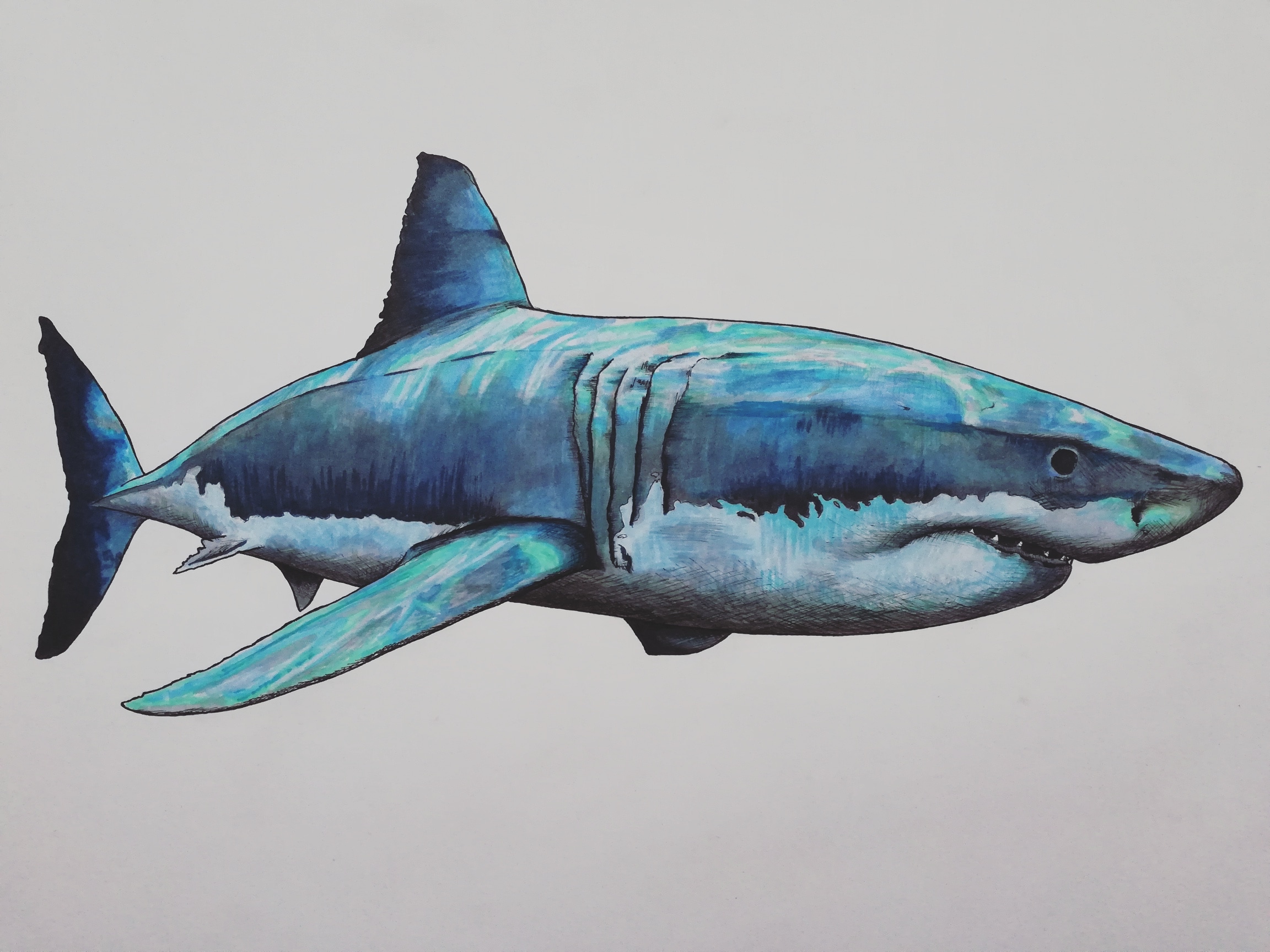 Shark Drawing Detailed Sketch