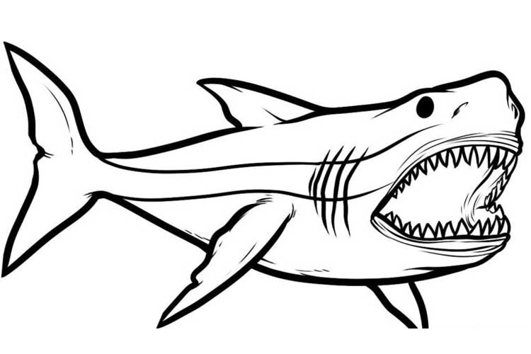 Shark Drawing Intricate Artwork