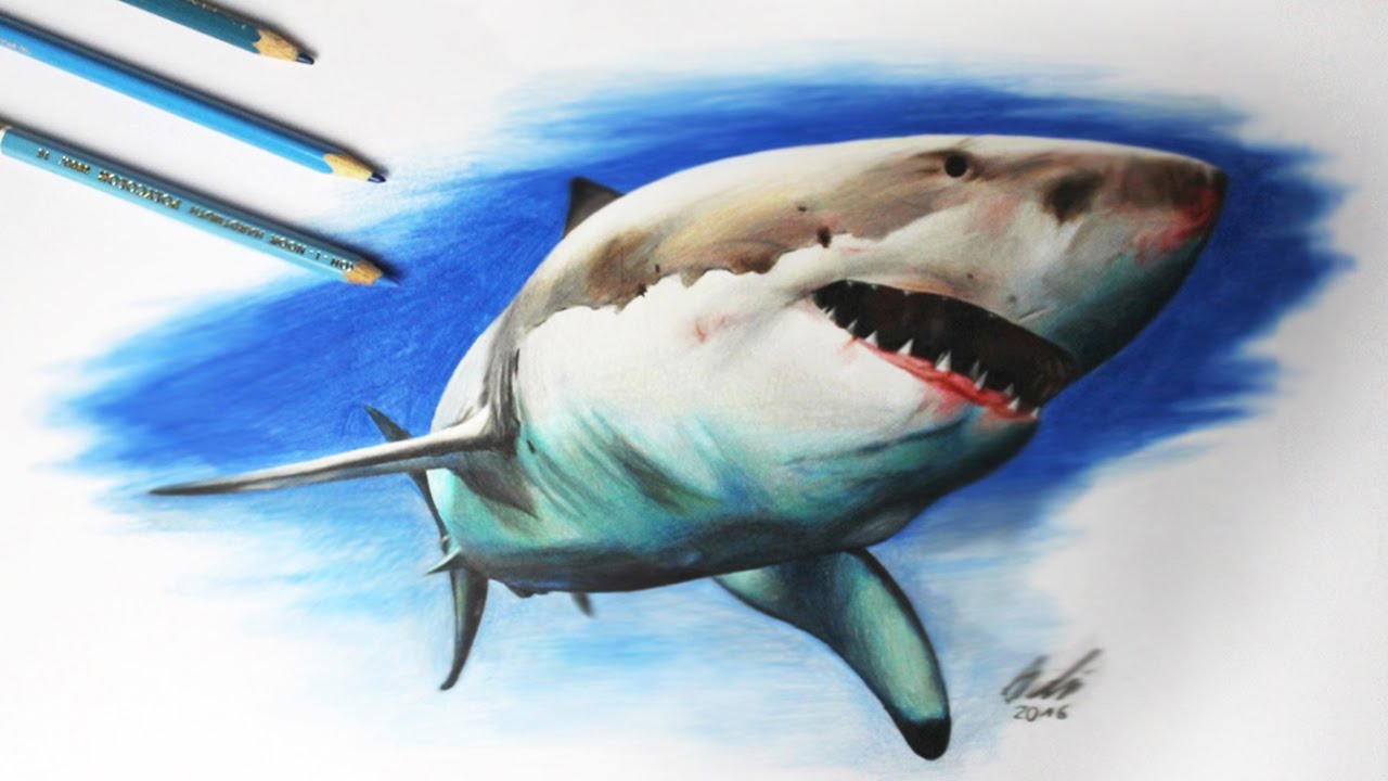 Shark Drawing Photo