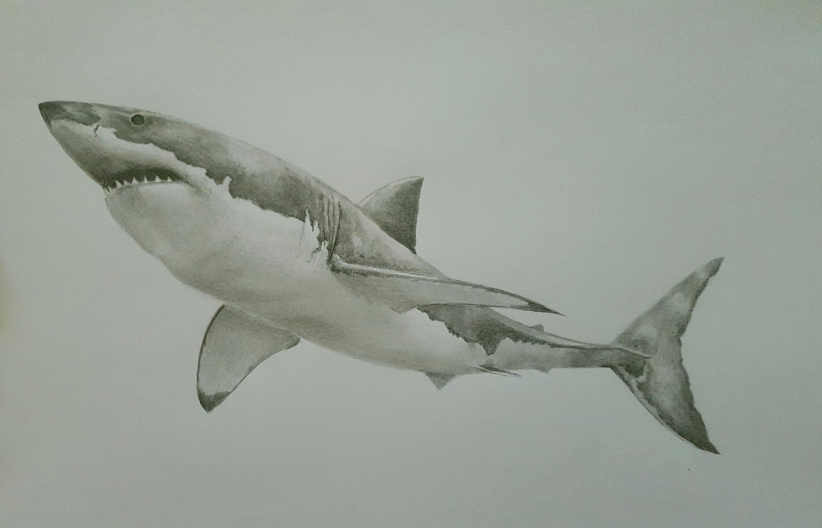 Shark Drawing Realistic Sketch