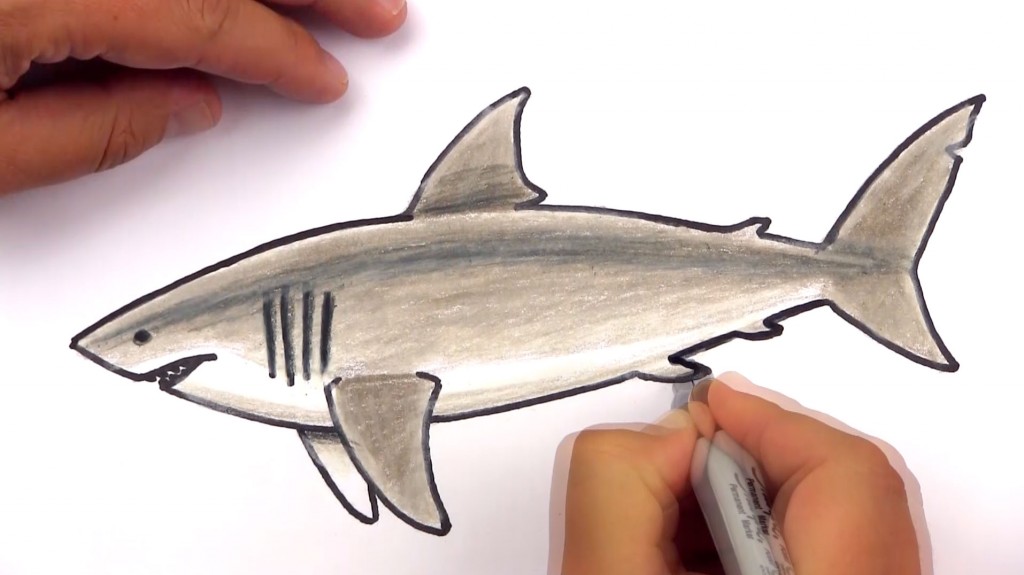 Shark Drawing Sketch