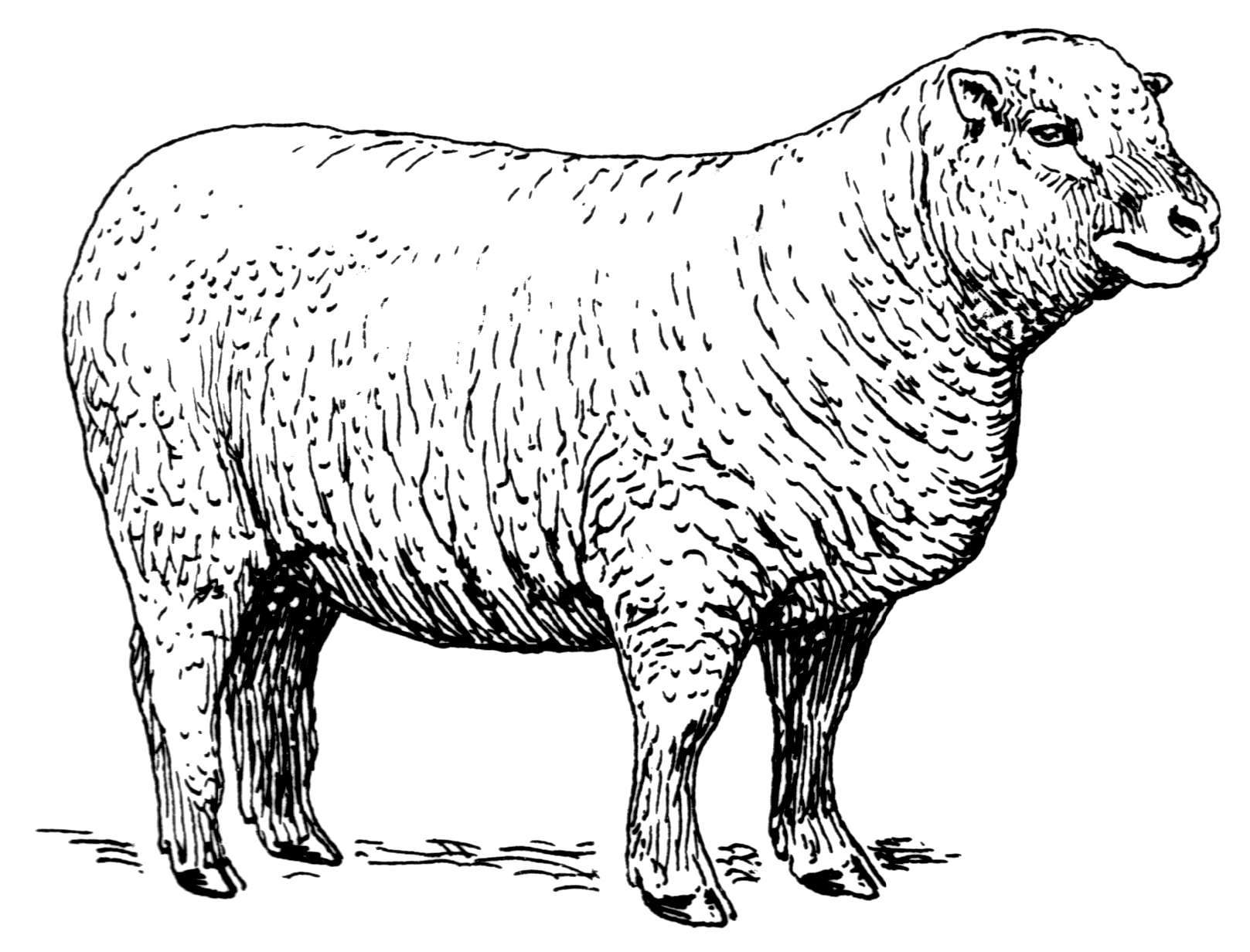 Sheep Drawing Creative Style
