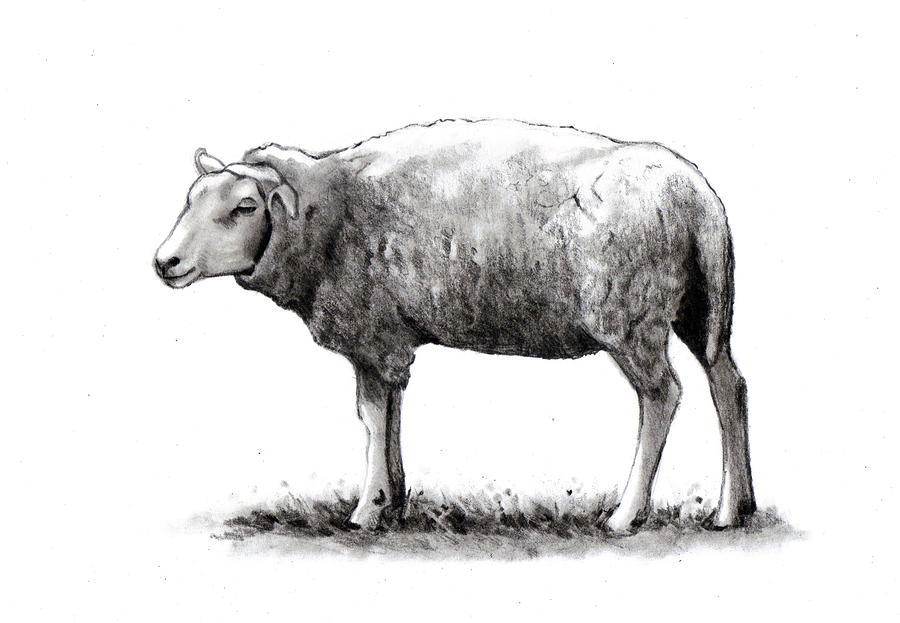 Sheep Drawing Detailed Sketch