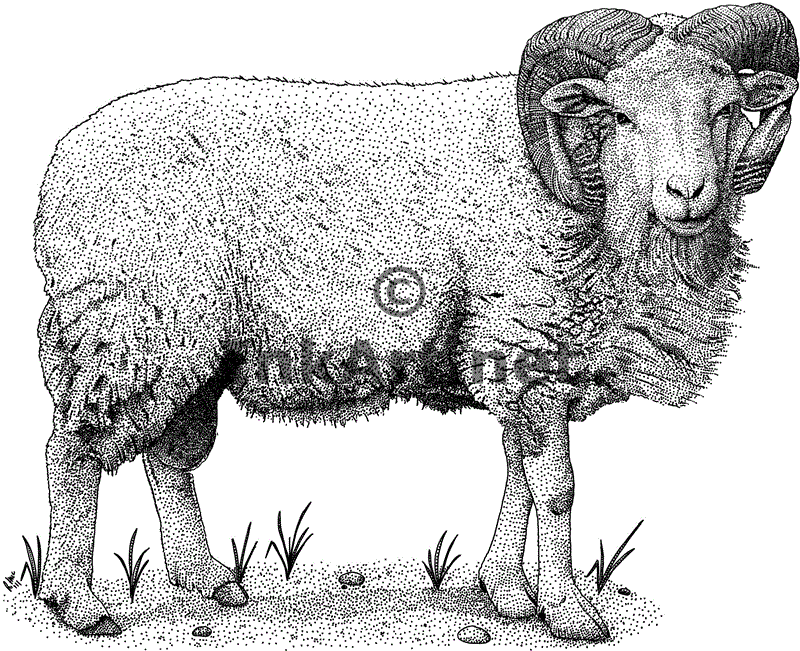 Sheep Drawing Image