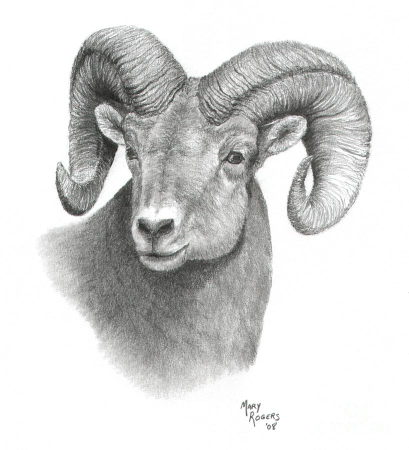 Sheep Drawing Modern Sketch