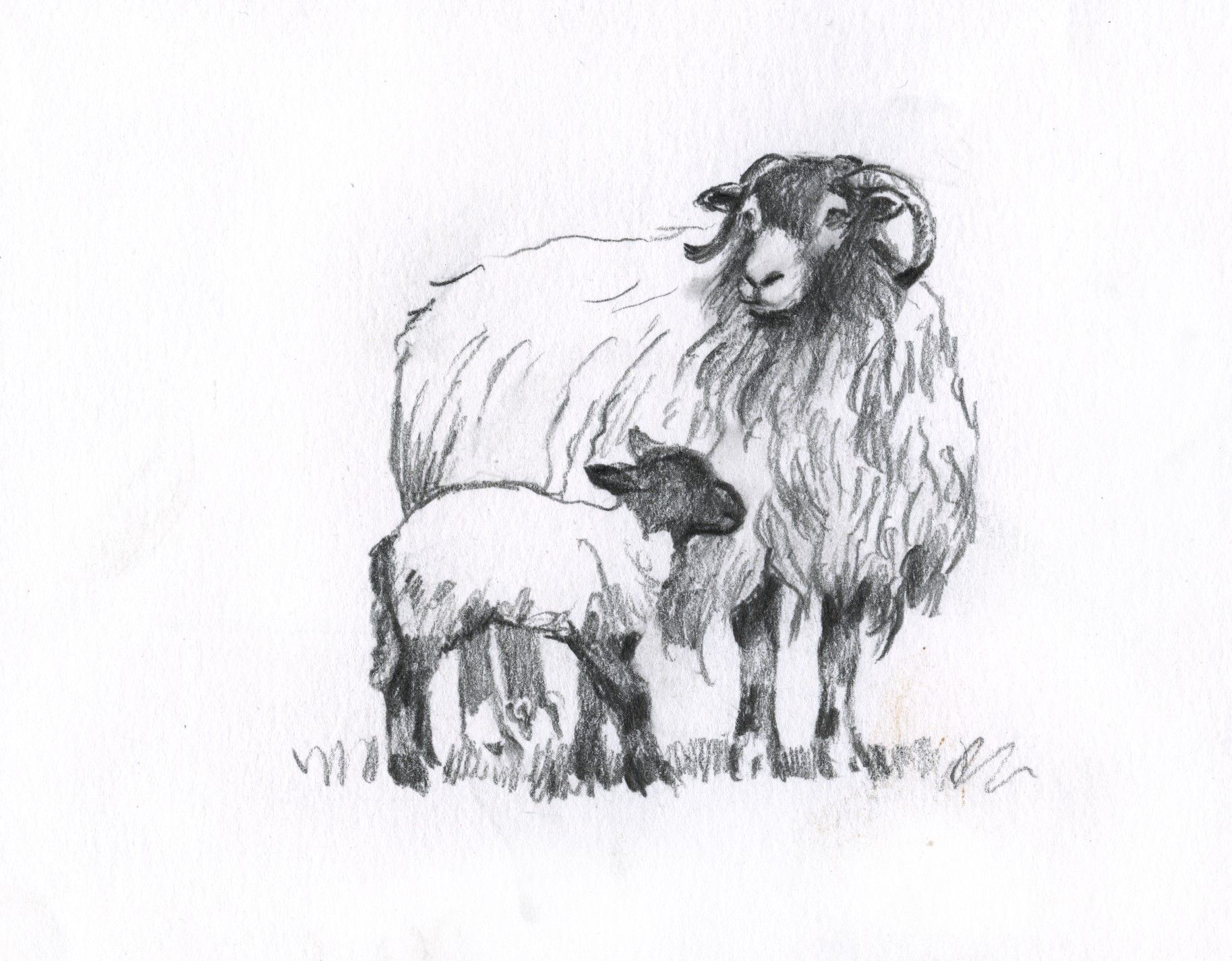 Sheep Drawing Picture