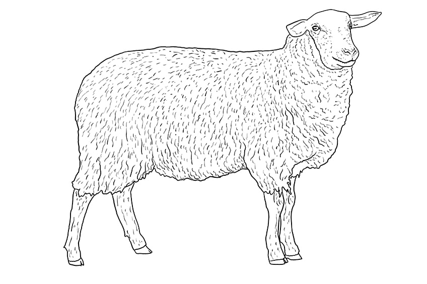Sheep Drawing