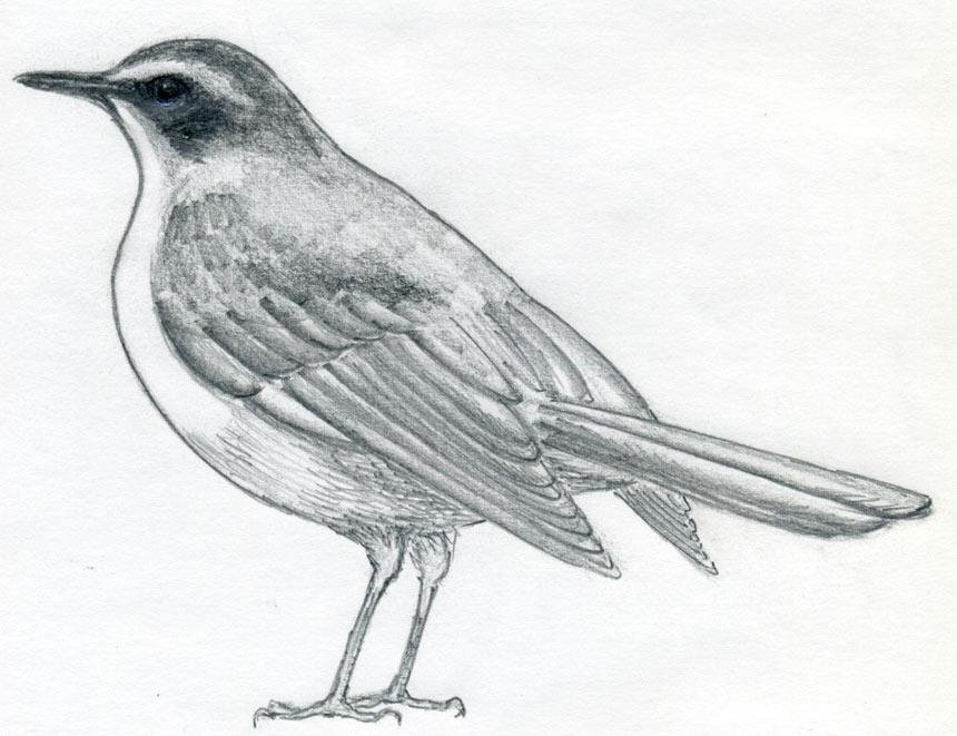 Simple Bird Drawing Amazing Sketch