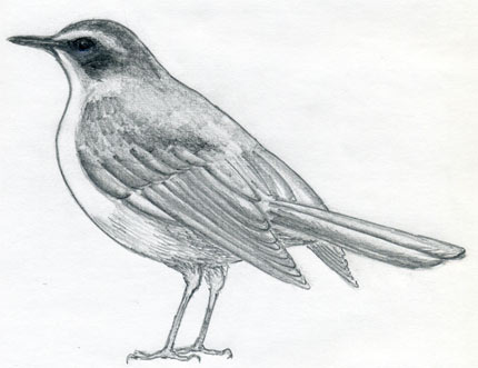 Simple Bird Drawing Artistic Sketching