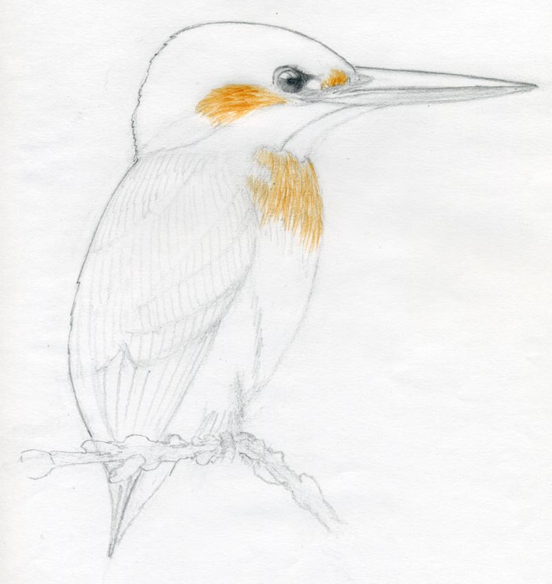 Simple Bird Drawing Hand Drawn Sketch