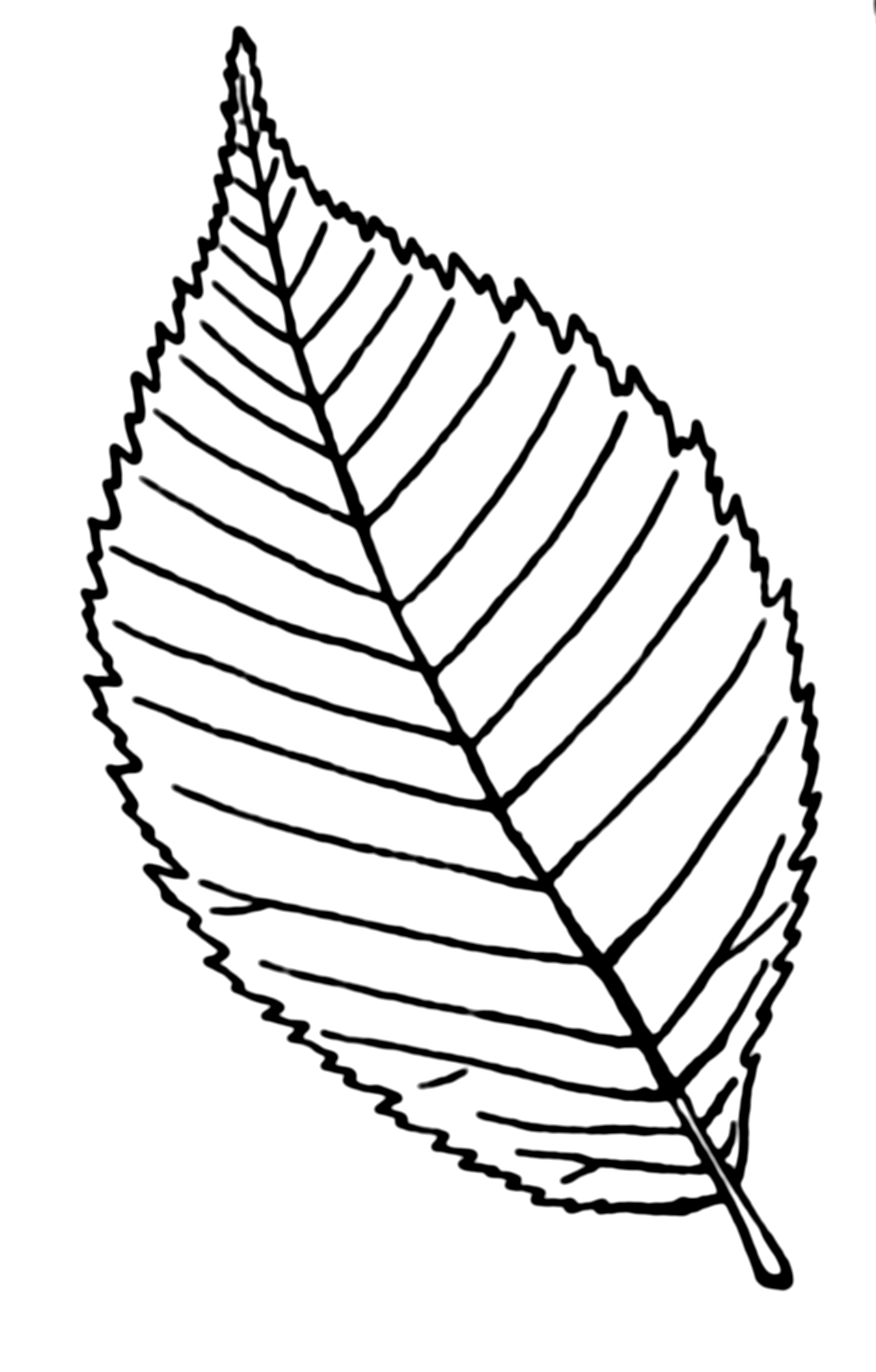 Simple Leaf Drawing Art