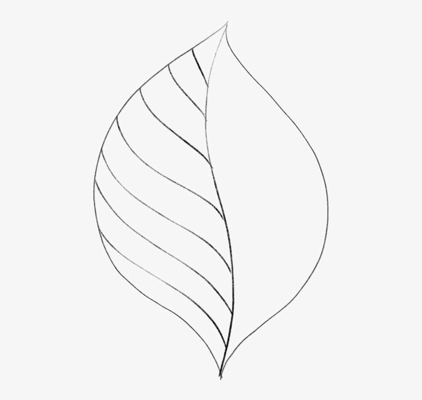 Simple Leaf Drawing Fine Art