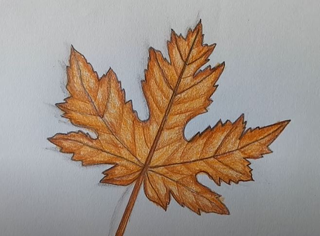 Simple Leaf Drawing Hand Drawn