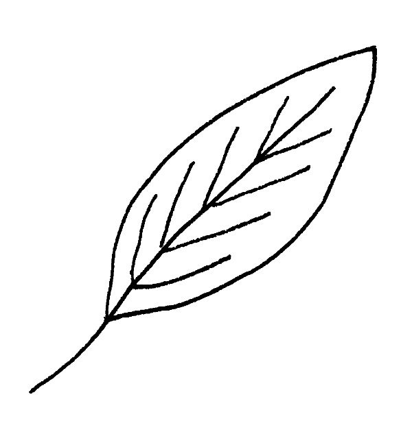 Simple Leaf Drawing Intricate Artwork