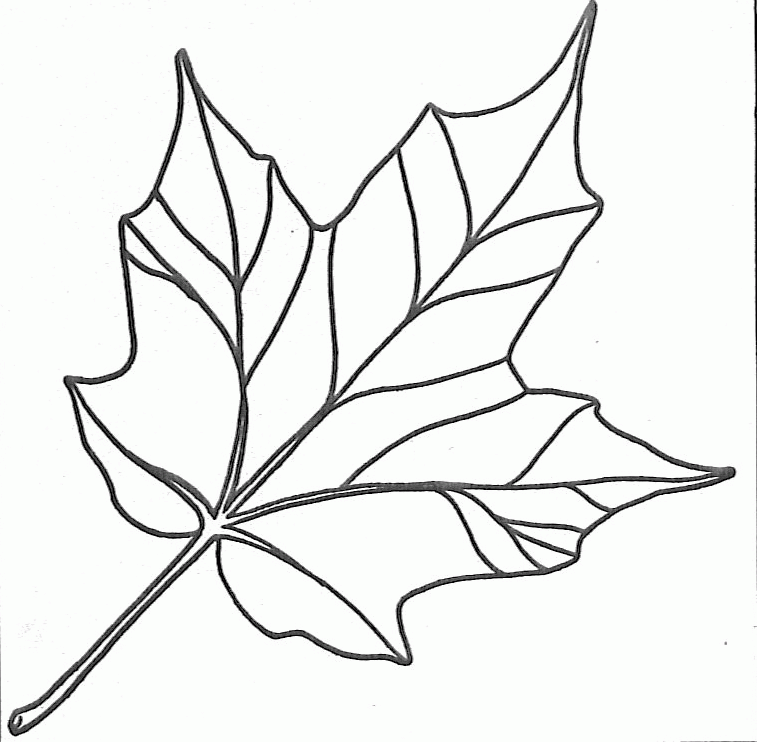 Simple Leaf Drawing Modern Sketch