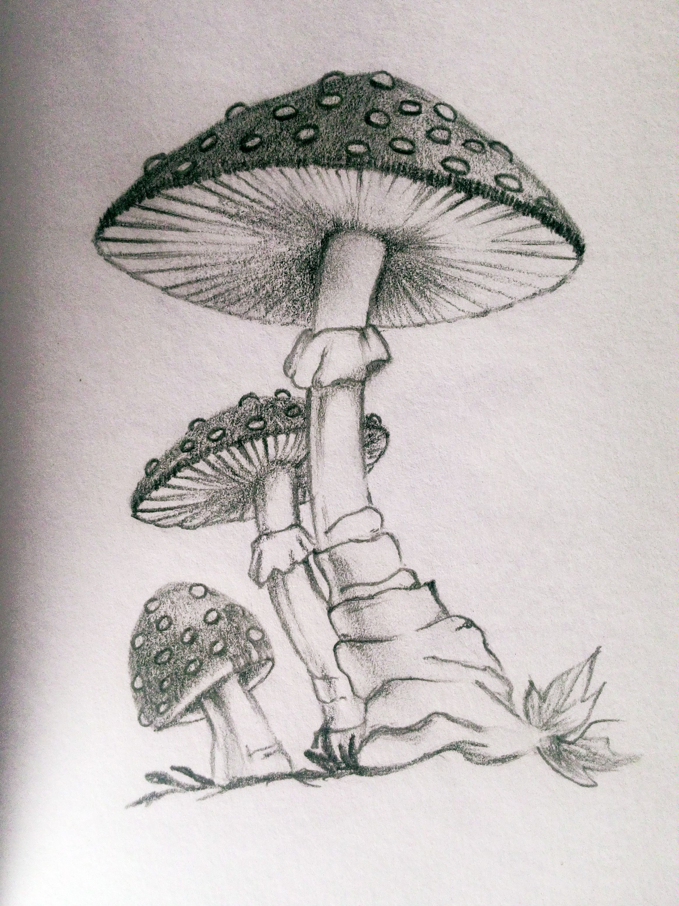 Simple Mushroom Drawing Creative Style