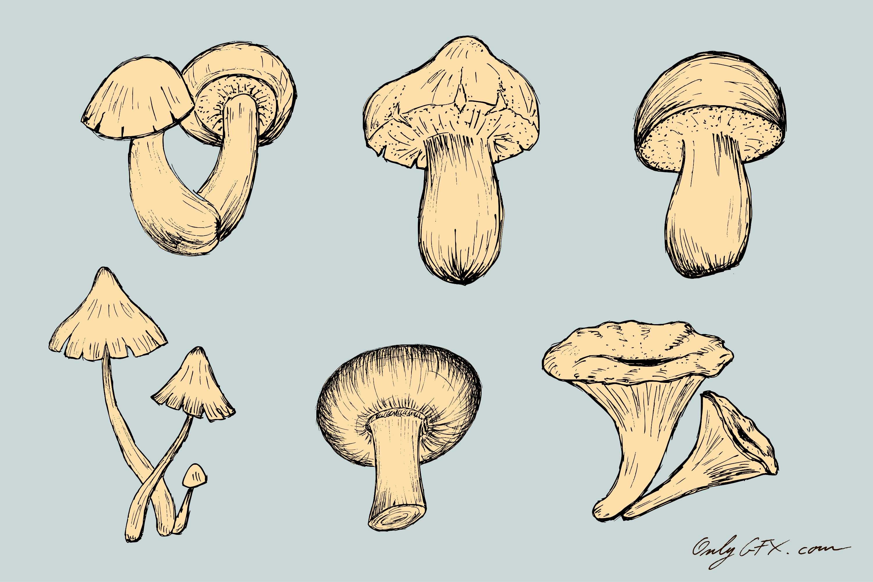 Simple Mushroom Drawing Detailed Sketch