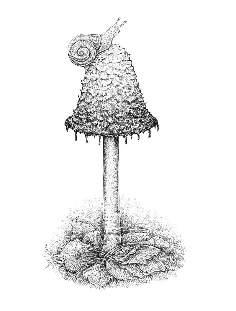 Simple Mushroom Drawing Photo