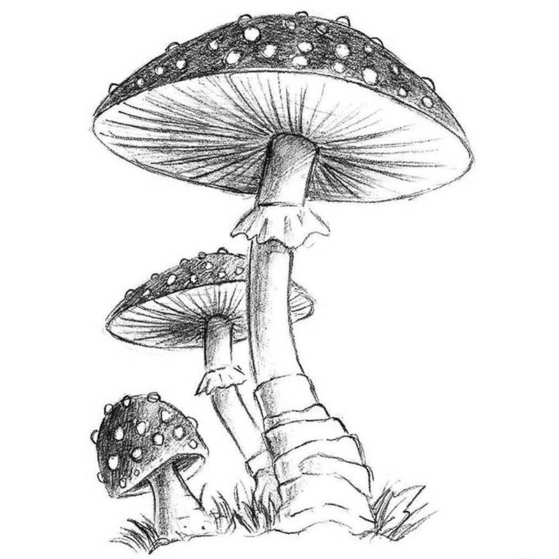 Simple Mushroom Drawing Unique Art