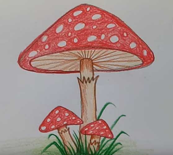 Simple Mushroom Drawing