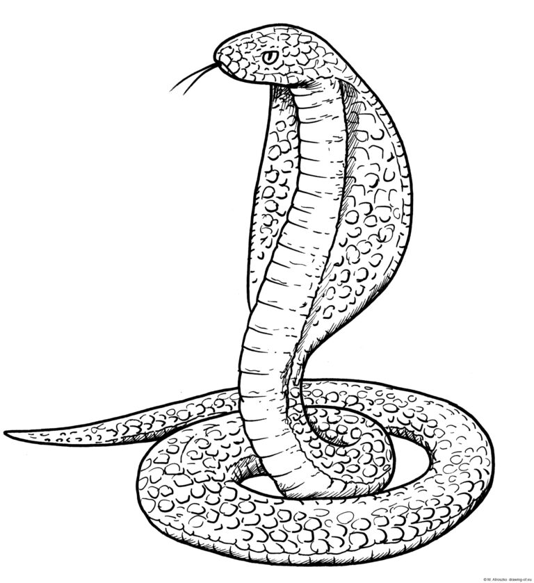 Snake Drawing Amazing Sketch