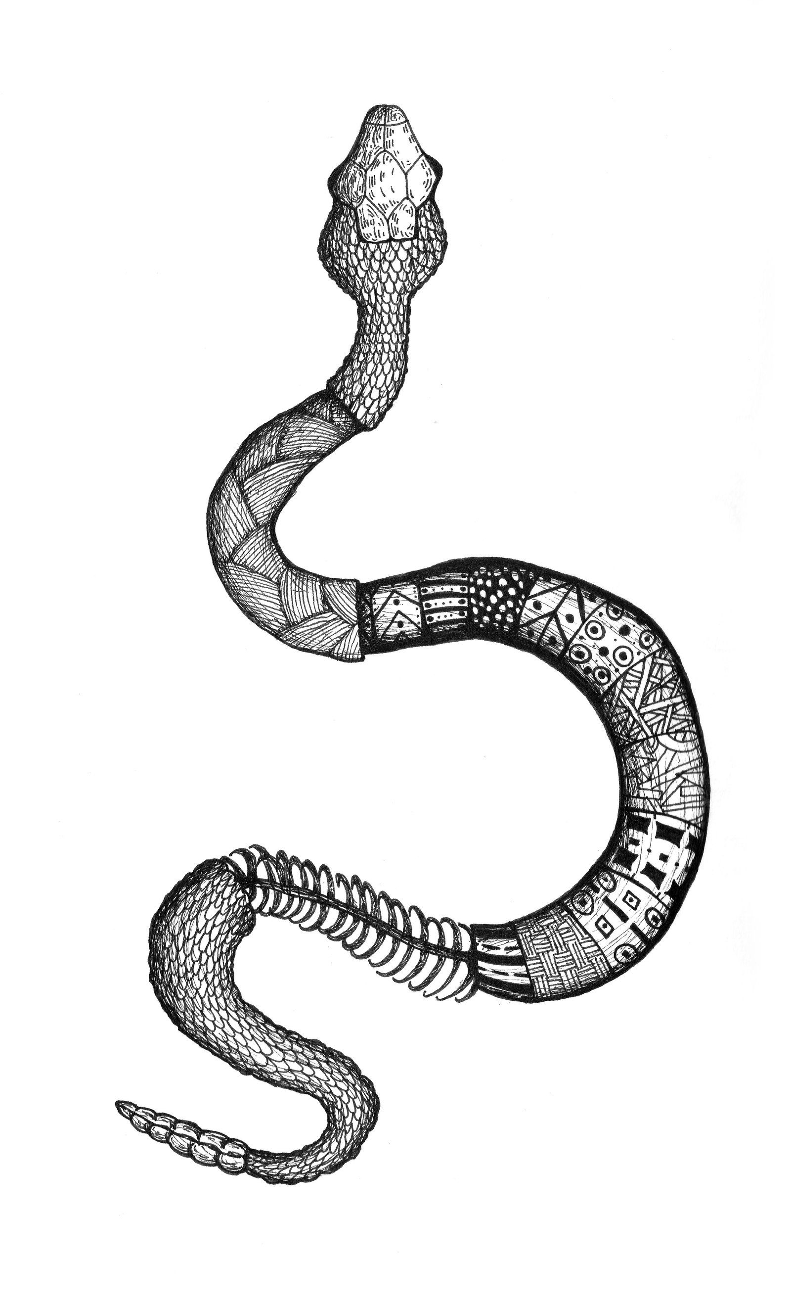 Snake Drawing Detailed Sketch