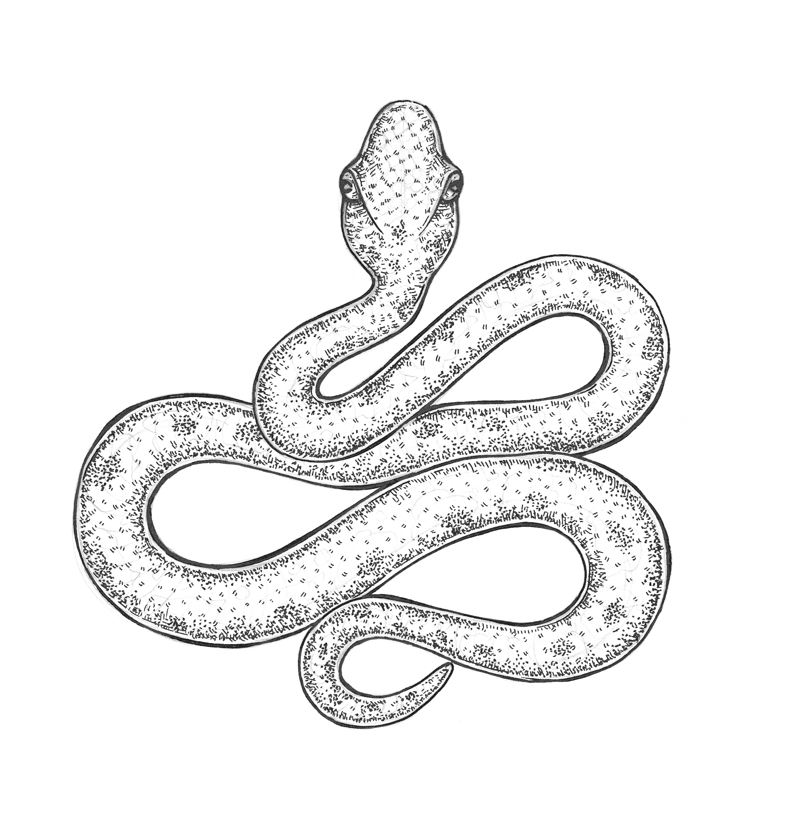 Snake Drawing Picture